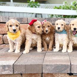 Cavapoo and Goldendoodle Puppies from Space Coast Doodle Co.