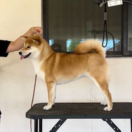 Aiko - Shiba Inu