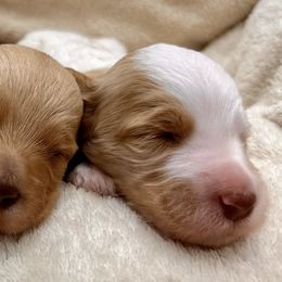 Boy 1 litter picture black collar - Parti male Goldendoodle puppy in Peoria, Arizona from Az Adorable Doodles