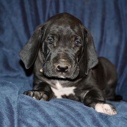 Great Dane and Miniature Schnauzer Puppies from River Valley Great Danes