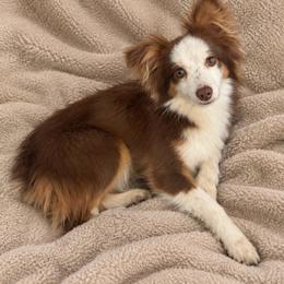 Whiskey - Toy Australian Shepherd