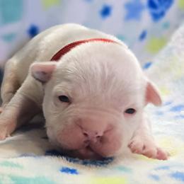 Jellybean - White male American Bulldog puppy in Three Rivers, Michigan from Jemms Kennels