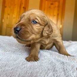 Daisy - Golden female Golden Retriever puppy in Wellington, Colorado from High Country Golden Retrievers