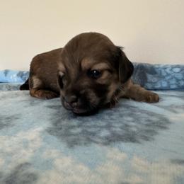 ELI - Wheaten male Dachshund puppy in Bergen, New York from T. Rex Doxies & Friends