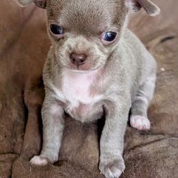Daisy - Silver and white female Chihuahua puppy in Leominster, Massachusetts from House of Lil  Paw