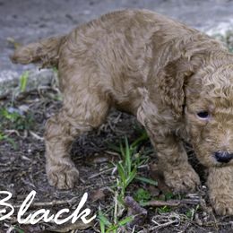 Black collar - Red  male Poodle puppy in Cleveland, Texas from Mayday Quality Poodles
