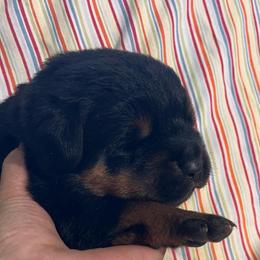 Storm - Black and mahogany male Rottweiler puppy in Crothersville, Indiana from The Solid Rock Kennel