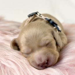 Chocolate Chip - Cream male Dachshund puppy in Sacramento, California from MiniDoxPups