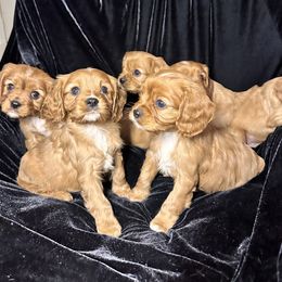 Cavalier King Charles Spaniel Puppies from Sweet Southern Cavaliers and Frenchies