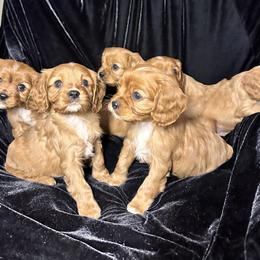 Cavalier King Charles Spaniel Puppies from Sweet Southern Cavaliers and Frenchies