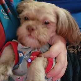 Mateo - Shih Tzu