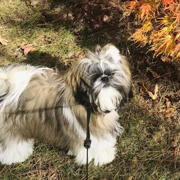 Shih Tzu Puppies from Tammy’s Shih-Tzu Love Jones