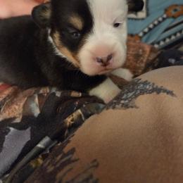 Green Collar - Black and tan male Pembroke Welsh Corgi puppy in Fallon, Nevada from Fuzzy Butt Corgies