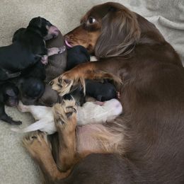 Dachshund puppies from Tootsie's Tiny Toes