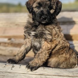 Aussiedoodle and Goldendoodle Puppies from Cedar Creek Ranch