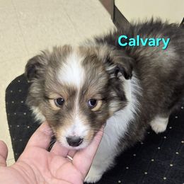 LITTLE Calvary - Sable and white male Shetland Sheepdog puppy in Houston, Texas from LaLa's Lilliputian Lassies