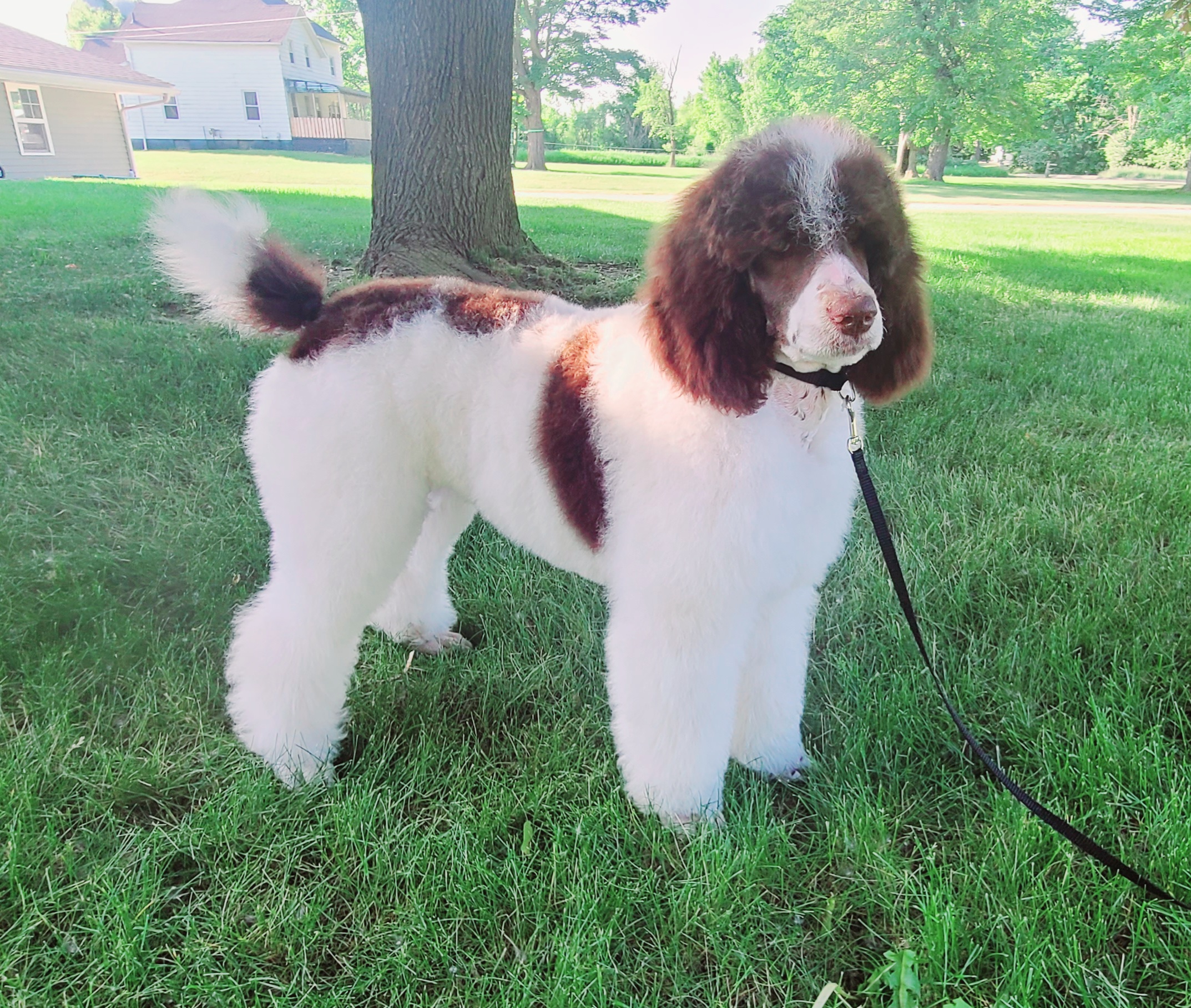Benelli - Parti Poodle puppy in Whitmore Lake, Michigan from Painted Poodles