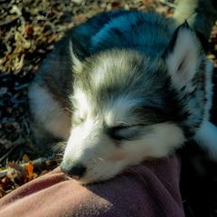 Native American Indian Dog Puppies from Seven Sisters Canids