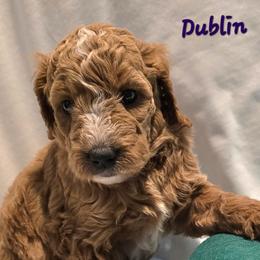 Dublin - Red  female Goldendoodle puppy in Seymour, Tennessee from Lollie's Doodles