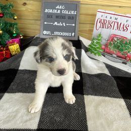 Border Collie Puppies from South Florida Stock Dogs