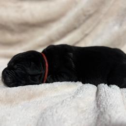 Red Collar - Black female Cane Corso puppy in Paris, Texas from Knucklehead Cane Corso