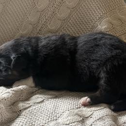 Brooks - Black tri-color male Australian Shepherd puppy in Bainbridge, Ohio from CK Aussies