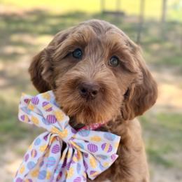 Cinnamon - Caramel red female Australian Labradoodle puppy in Hartshorne, Oklahoma from Jena Edmond