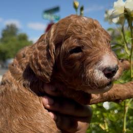 Luxe - Apricot male Poodle puppy in Corona, California from Garden Of Poodles