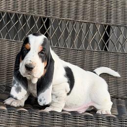 Male 3 - Black white and tan male Basset Hound puppy in Manchester, Tennessee from Middle TN Leopard Catahoulas and Middle TN Bassett Hounds