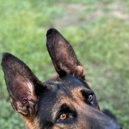 Princess Fiona - German Shepherd