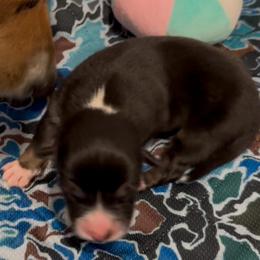 AKC Black Tri - Black and tan female Pembroke Welsh Corgi puppy in Summerfield, Florida from Promise Land Farm