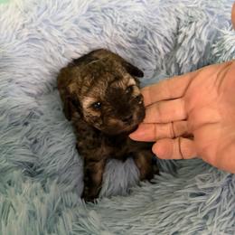 Bettie - Sable female Poodle puppy in Brandenburg, Kentucky from Paradise Poodles