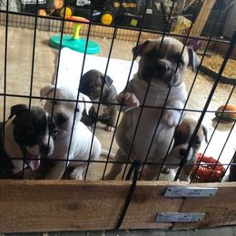 American Bully Puppies from Shooting Star Bullies