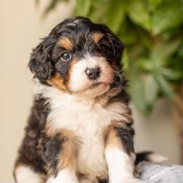 Spice - Black tri-color male Aussiedoodle puppy in Tonopah, Arizona from Kae's Kennels