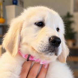 Dutches - Light golden female Golden Retriever puppy in Fresno, California from Warwick’s Central California Goldens