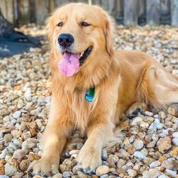 Parker - Golden Retriever