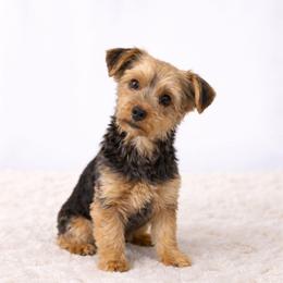 Mia - Yorkshire Terrier