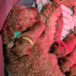 Cavapoo Puppies from Prince Pups