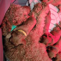 Cavapoo Puppies from Prince Pups