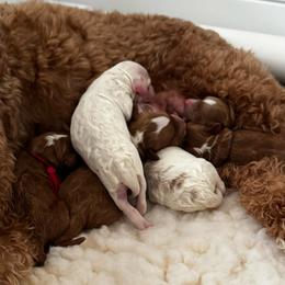 Boy 1 - Parti male Goldendoodle puppy in Elk Grove, California from Doodles by Faith