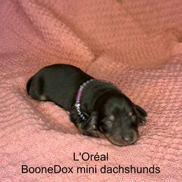 L'Oréal - Black and tan female Dachshund puppy in Lexington, Oklahoma from BooneDox Miniature Dachshunds