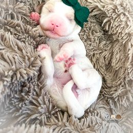 Velvet - Parti female Goldendoodle puppy in Lima, Ohio from Hommel’s Mini Darling Doodles