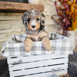 Bernedoodle Puppies from Whispering Aspen Homestead