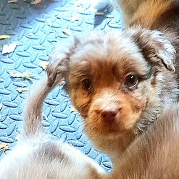 Australian Shepherd Puppies from Waggle Time Farms