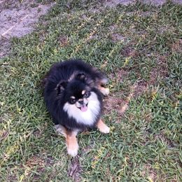 Meeka - Pomeranian
