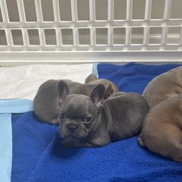 French Bulldog Puppies from Frnchi Faerie