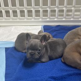 French Bulldog Puppies from Frnchi Faerie