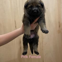 German Shepherd Puppies from Vom Jazzigen Haus