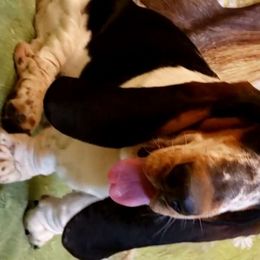 Diso - Basset Hound