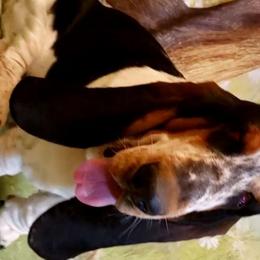 Diso - Basset Hound